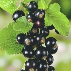 BOTANIC® Cassissier Andega Bio. Le pot de 5 litres