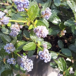 Hot Ceanothe Repens. Le pot de 3 litres