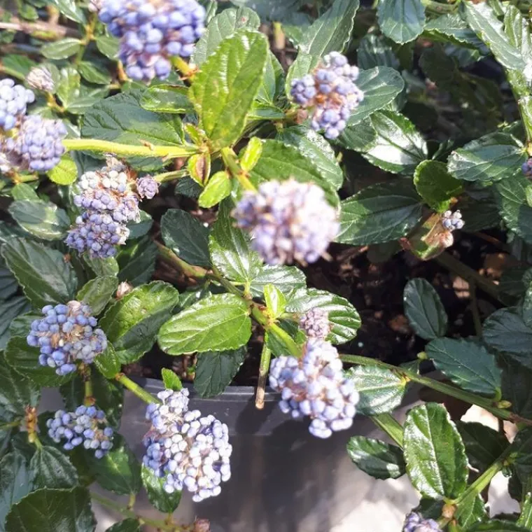 Hot Ceanothe Repens. Le pot de 3 litres