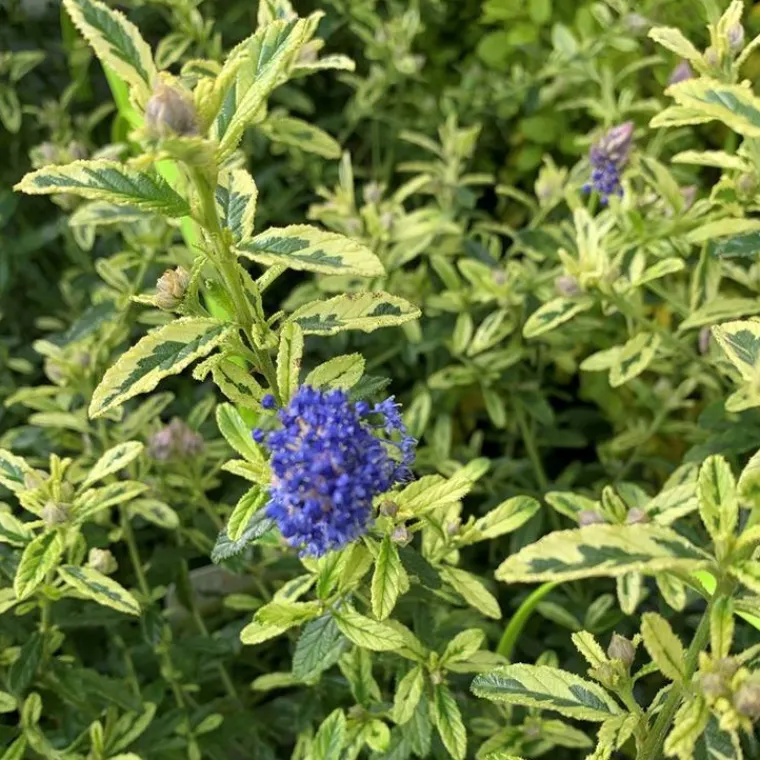 Online Ceanothe Thyrsiflorus El Dorado. Le pot de 4 litres