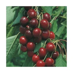 Clearance BOTANIC® Cerisier Big. Burlat. En racine nue, forme 1/2 tige
