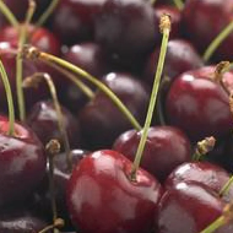 Clearance BOTANIC® Cerisier Big. De La St Jean ® Gardel. En racine nue, forme 1/2 tige calibre 6/8