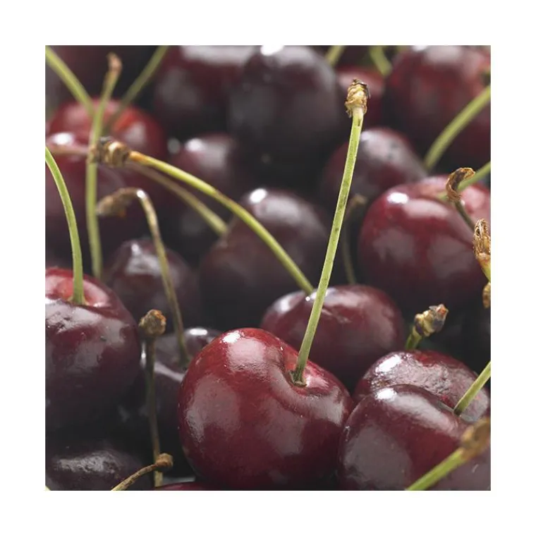 Clearance BOTANIC® Cerisier Big. De La St Jean ® Gardel Bio. Le pot de 12 litres forme gobelet