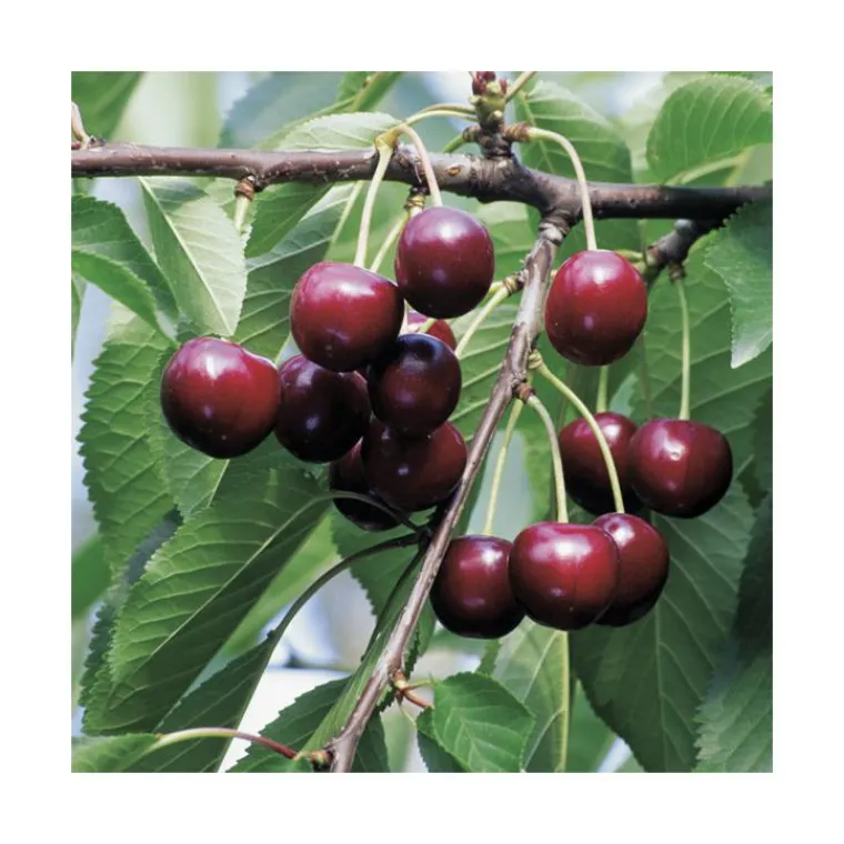 Discount BOTANIC® Cerisier Big. Reverchon Lr. Le pot de 15 litres