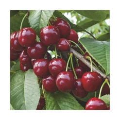 New BOTANIC® Cerisier Big. Summit Lr. Le pot de 15 litres