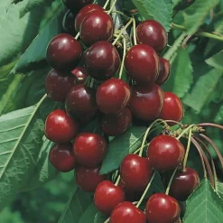 New BOTANIC® Cerisier Burlat Bio. Le pot de 12 litres