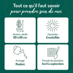 Sale BOTANIC® Cerisier des Antilles Newport rose. Le pot de 15 litres