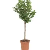 Online BOTANIC® Cerisier Nain Griotella® Frumi. Le pot de 10L en forme 1/4 tige