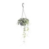 Outlet Ceropegia Woodii suspension Ø14xH50 cm