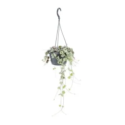 Outlet Ceropegia Woodii suspension Ø14xH50 cm