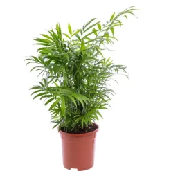 New Chamaedorea ou Palmier nain pot Ø17 cm/ H60 cm