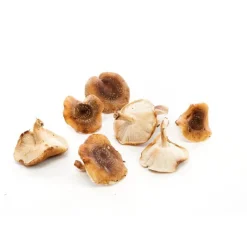 Best Champignon Shiitake bio de France - Prix au kg