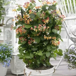 Outlet Chevrefeuille CELESTIAL ®. Le pot de 4 litres