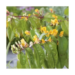 Clearance BOTANIC® Chevrefeuille HENRYI COPPER BEAUTY®. Le pot de 3 litres