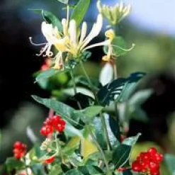 Outlet Chevrefeuille SCENTSATION®. Le pot de 3 litres