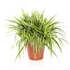 Discount Chlorophytum ocean. Le pot de 15 cm