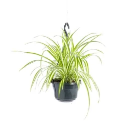 Hot Chlorophytum suspension Ø12/14xH30 cm