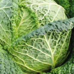 Sale BOTANIC® Chou De Milan Famosa Bio. La barquette de 3 plants