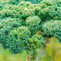 BOTANIC® Chou Kale Halbhoher Bio. La barquette de 3 plants