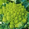 BOTANIC® Chou Romanesco Veronica Bio. La barquette de 3 plants