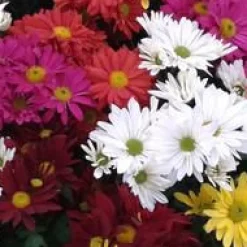 Online Chrysanthème multifleurs Arlequin - Le pot de 3 litres