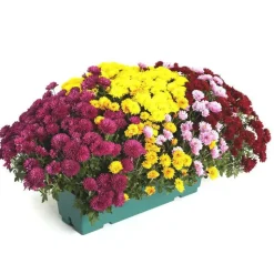 Outlet Chrysanthème multifleurs arlequin - La jardinière de 40 cm