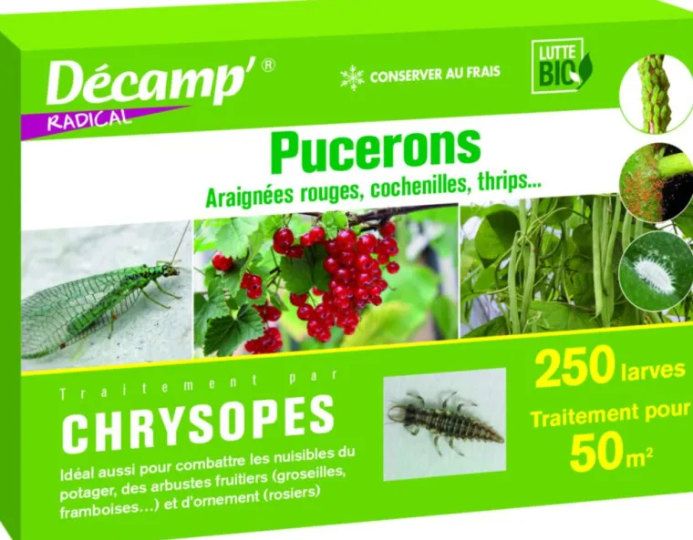 New DECAMP Chrysopes 250 larves