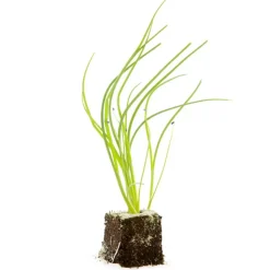 Discount BOTANIC® Ciboulette Bio. La motte de 4x4 cm