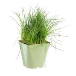 BOTANIC® Ciboulette Bio. Le pot de 2,5 litres