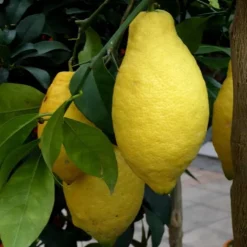 Hot Citronnier 4 Saisons. Le pot de 6 litres