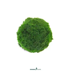 Online Cladophora aegagropila