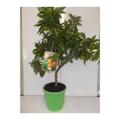 Online Clementinier. Le pot de 5 litres