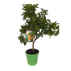 Online Clementinier. Le pot de 5 litres