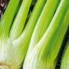 Discount BOTANIC® Céléri Branche Vert Tango Bio. La barquette de 3 plants