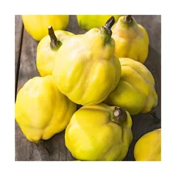 Hot BOTANIC® Cognassier Geant De Vranja. Le pot de 12 litres, forme gobelet