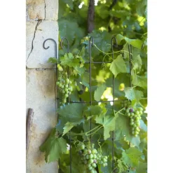 VITIS IN SITU Colonne volute 170x50 cm