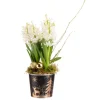 BOTANIC® Composition de 3 jacinthes en pot zinc décor sapin or