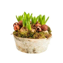 Sale BOTANIC® Composition de 5 jacinthes en coupe bouleau