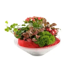 Outlet Composition de plantes vertes et fleuries. La coupe en verre