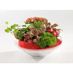 Outlet Composition de plantes vertes et fleuries. La coupe en verre