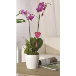 Discount Composition orchidée