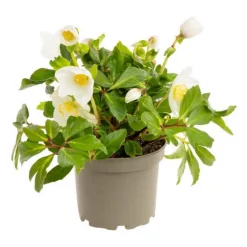 Clearance Composition plante hellebore coloris blanc - 1,5 L