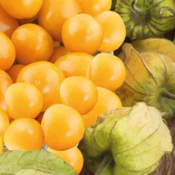 BOTANIC® Coquerêt du Pérou à fruits jaunes Bio - Le pot recyclé de 2.5 litres