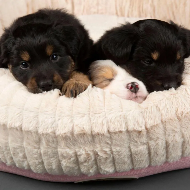 Hot SCRUFFS Corbeille pour chien rose Ellen - Taille XL