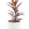 Online BOTANIC® Cordyline rose en pot blanc émaillé . Le pot Ø 18 cm