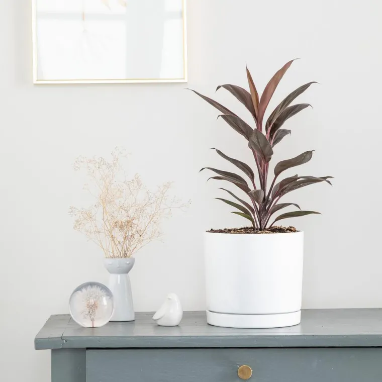 Online BOTANIC® Cordyline rose en pot blanc émaillé . Le pot Ø 18 cm