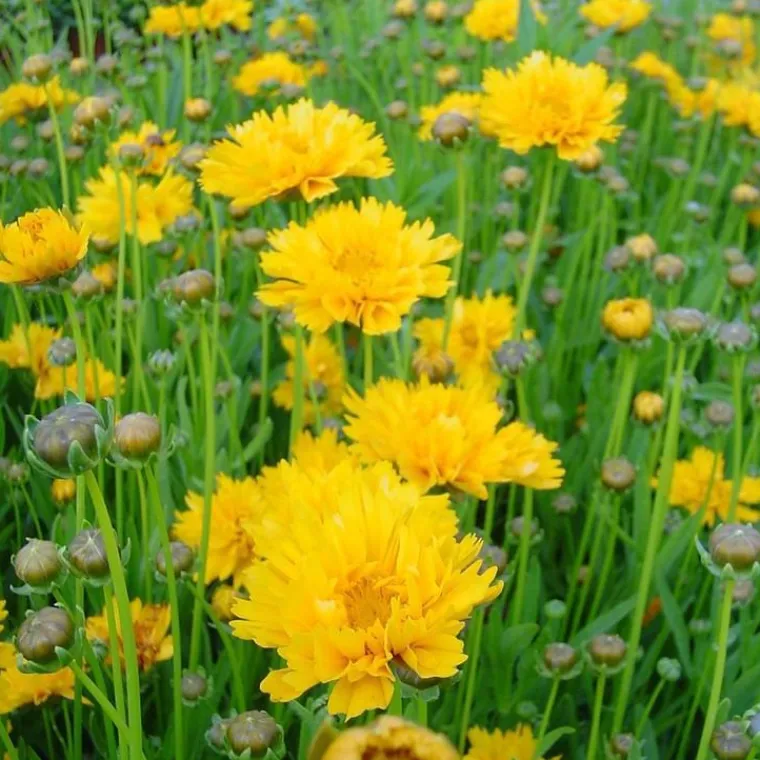 Online BOTANIC® Coreopsis Grandiflora Solanna jaune double - Le pot de 9 x9 cm