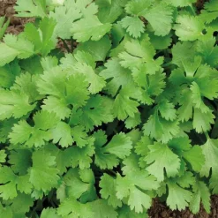 Clearance BOTANIC® Coriandre Bio. Le pot de 2,5 litres