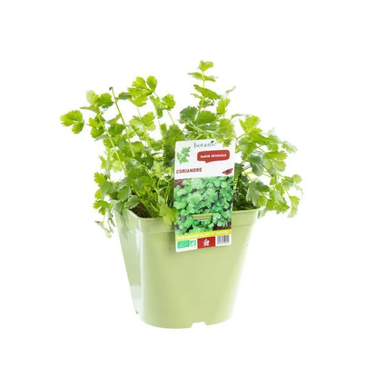 Clearance BOTANIC® Coriandre Bio. Le pot de 2,5 litres