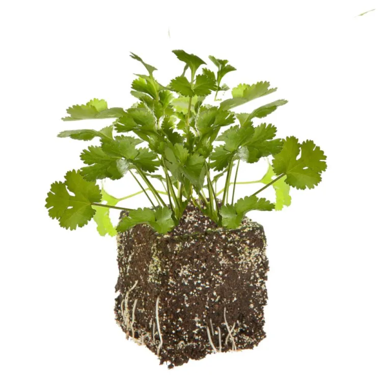 Hot BOTANIC® Coriandre Caribe Bio. La motte de 4x4 cm